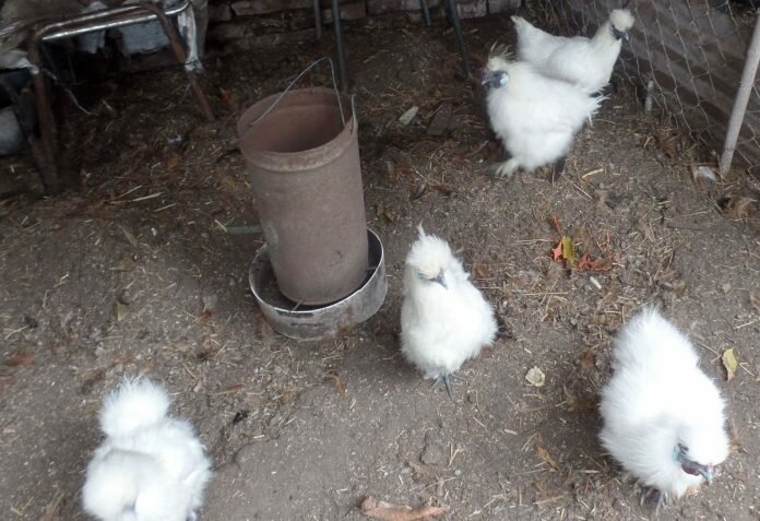 Gallinero Salmonella