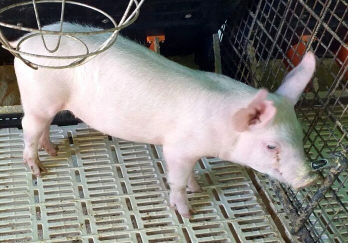 cerdo Producción porcina Pergamino