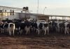Efluentes de tambo