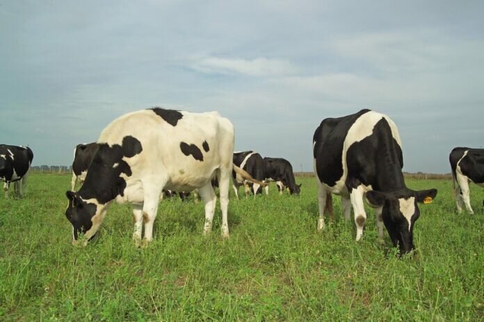 Tambo vacas carbono en forrajeras