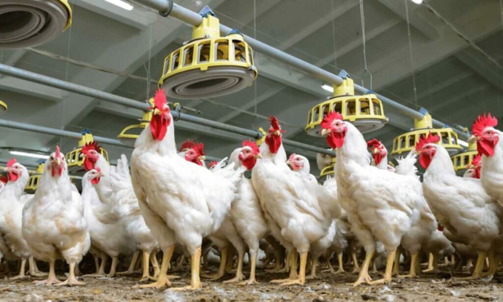 productores de pollos