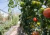 Biocontrol en tomate
