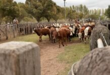 Federación Agrícola Ganadera del Oeste Argentino