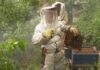 apicultores